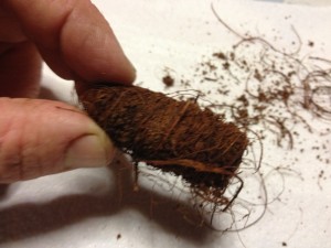 Stintino, La larva di punteruolo rosso trovata sulla palma_1