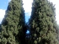 Venti nuovi alberi al Parco della solidarietà