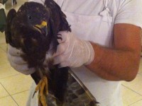 Stintino, recuperato un giovane esemplare di falco reale