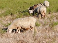 Echinococcosi, negli ovini un vaccino per combatterla