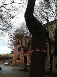 Sassari_alberi Viale Caprera_1