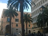 Interventi su una palma in piazza Castello