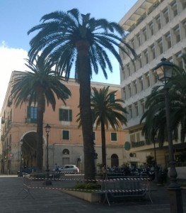 Sassari_palma piazza Castello