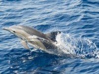 Il sì di Sassari per la difesa dei mammiferi marini